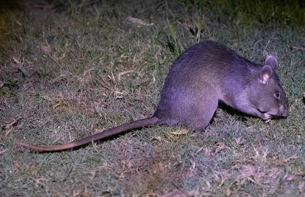 Southern Giant Pouched Rat