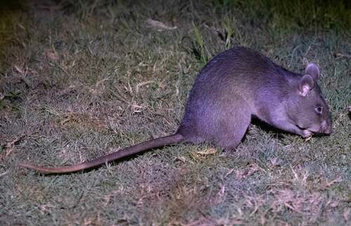 Cricetomys ansorgei Thomas, 1904