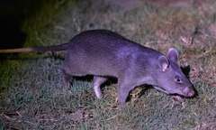 Southern Giant Pouched Rat photo 2
