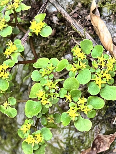 Sedum tetractinum