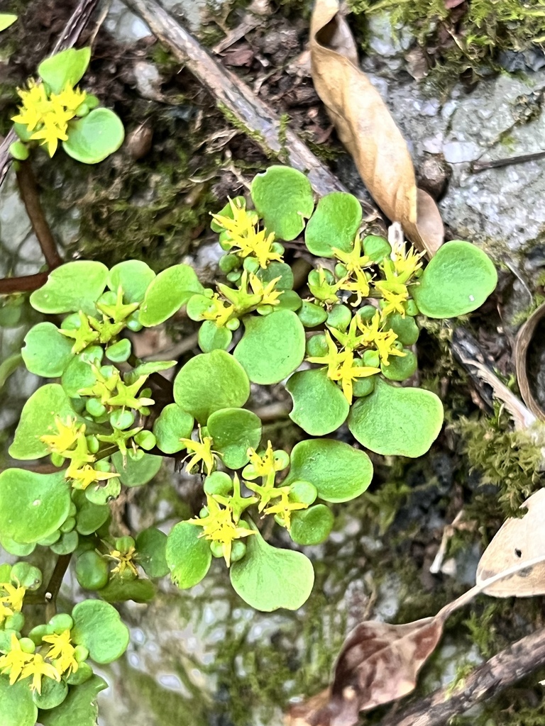 Sedum tetractinum