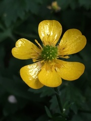 Ranunculus repens
