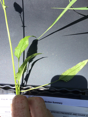 Packera schweinitziana