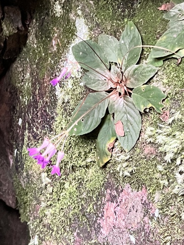Oreocharis auricula auricula