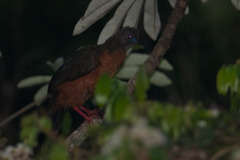 Chamaepetes goudotii