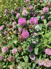 Trifolium pratense