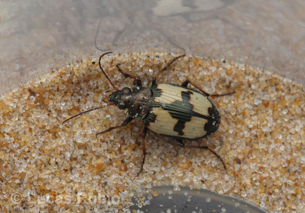 Tetragonoderus figuratus