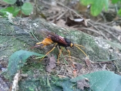 Urocerus gigas