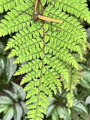 Polystichum pseudomakinoi