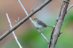 Ammodramus aurifrons