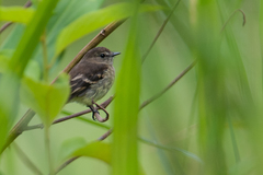 Olive-Chested Flycatcher photo 2
