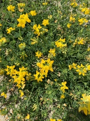 Lotus corniculatus