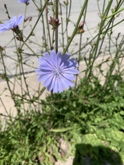 Cichorium intybus