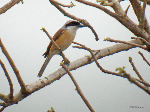 Emin's Shrike