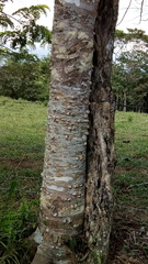 Zanthoxylum kellermanii