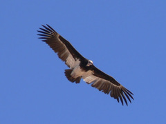 Trigonoceps occipitalis