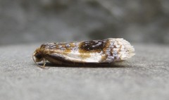 Clepsis melaleucanus