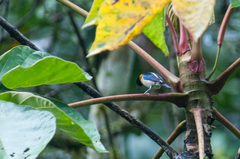 Iridophanes pulcherrimus