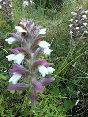 Acanthus spinosus