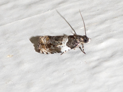 Olethreutes fasciatana