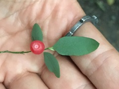 Vaccinium parvifolium