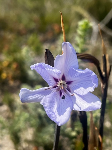 Image of Aristea spiralis by (c) Walker Bay Fynbos Conservancy, some rights reserved (CC BY-SA)