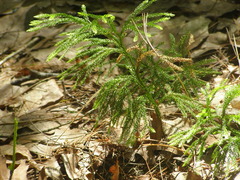 Dendrolycopodium hickeyi