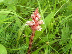 Orobanche kochii