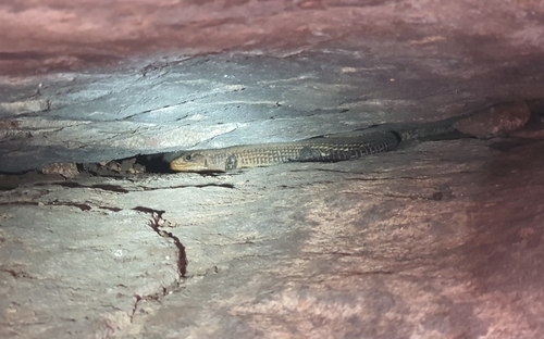 Rough-scaled Plated Lizard