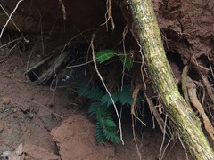 Pentaclethra macroloba