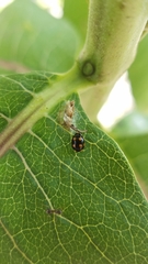 Brachiacantha ursina