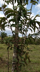 Zanthoxylum kellermanii