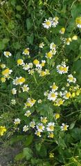 Matricaria