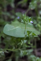 Veronica biloba