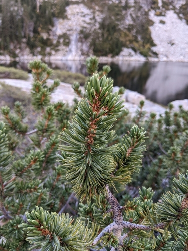 Image of Pinus balfouriana by (c) Kayla Sweeten, some rights reserved (CC BY)