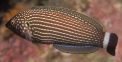 Lined Wrasse photo 3