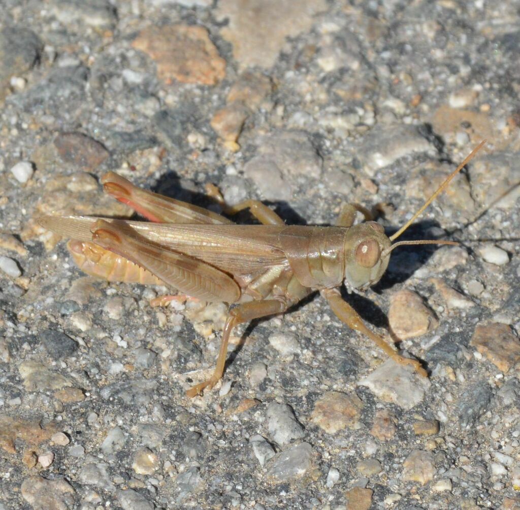 Packard's Locust