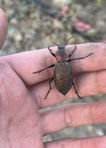 Carabus smaragdinus
