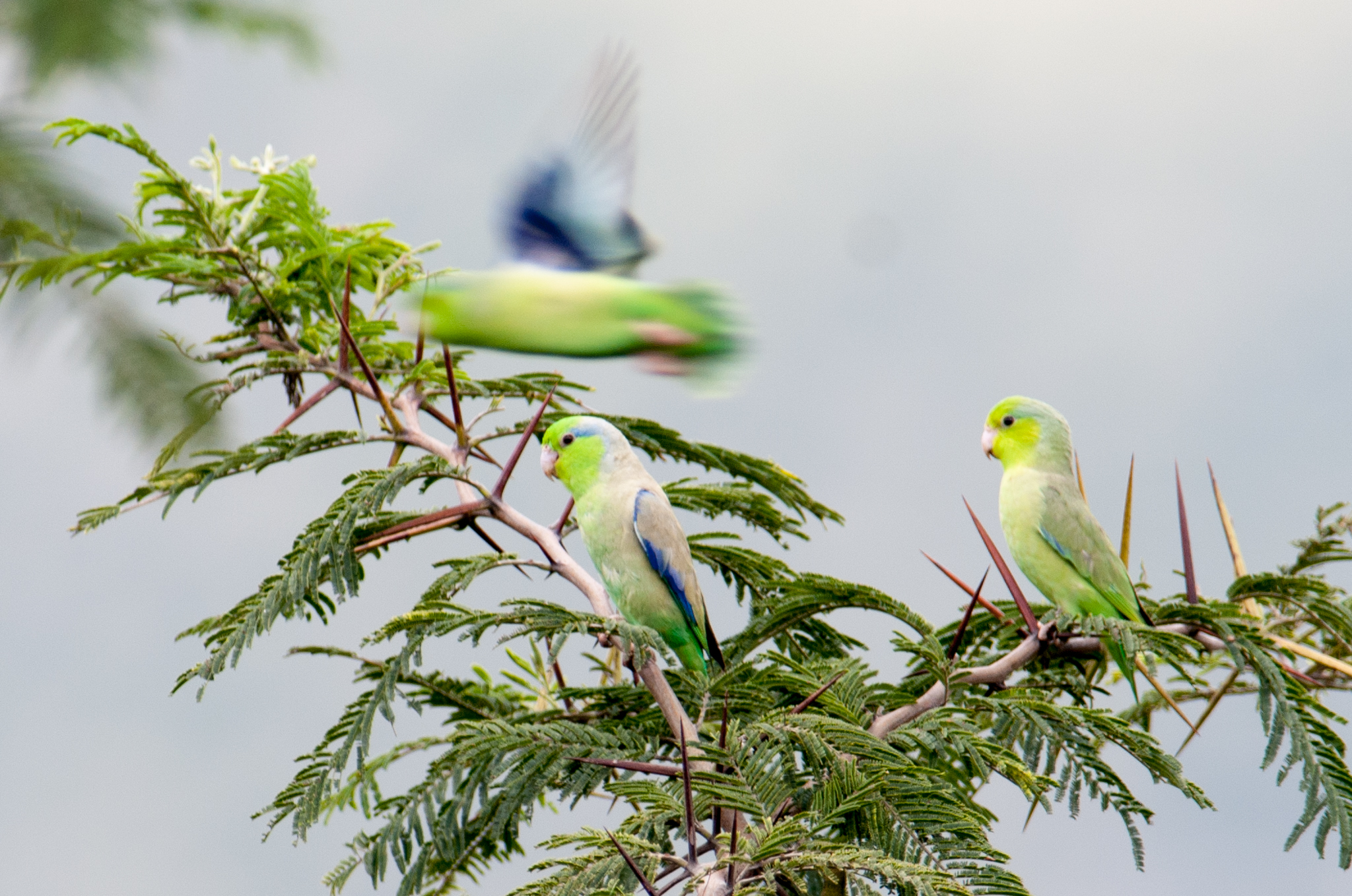 Forpus coelestis image