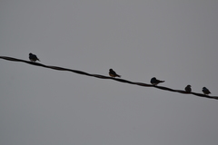 Hirundo rustica erythrogaster