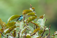 Tangara cyanotis