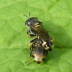 Ectemnius stirpicola