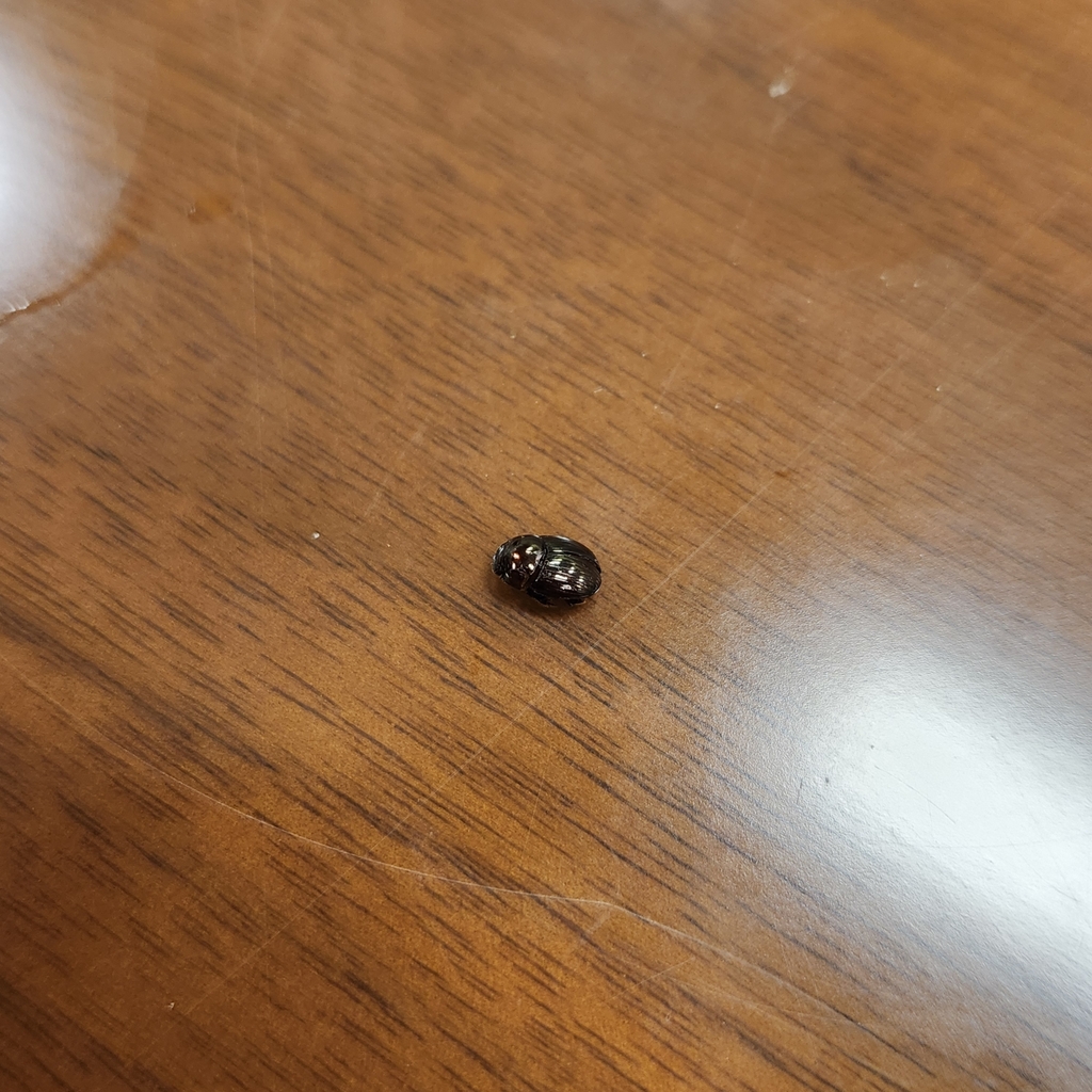 Leconte's dung beetle