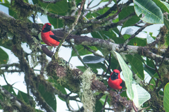 Calochaetes coccineus