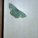 Geometrinae