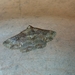 Pericyma cruegeri