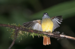 Myiotriccus ornatus