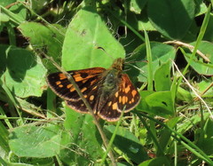 Carterocephalus