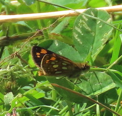 Carterocephalus