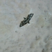 Sufetula